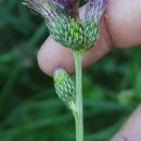 Cirsium palustre (L.) Scop.Cirsium palustre (L.) Scop.