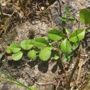 Veronica officinalis L.Veronica officinalis L.
