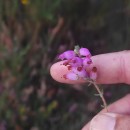 Erica ciliaris L.Erica ciliaris L.