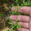 Galium aparine L.Galium aparine L.