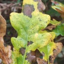 Quercus robur L.Quercus robur L.