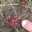Drosera intermedia HayneDrosera intermedia Hayne