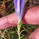 Gentiana pneumonanthe L.Gentiana pneumonanthe L.