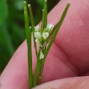 Cardamine hirsuta L.Cardamine hirsuta L.