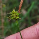 Carex durieui Steud. ex KunzeCarex durieui Steud. ex Kunze