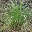 Cortaderia selloana (Schult. & Schult. fil) Asch. & Graebn.Cortaderia selloana (Schult. & Schult. fil) Asch. & Graebn.