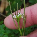 Cardamine hirsuta L.Cardamine hirsuta L.