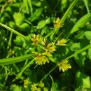 Cyperus eragrostis Lam.Cyperus eragrostis Lam.