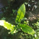 Asplenium scolopendrium L.Asplenium scolopendrium L.