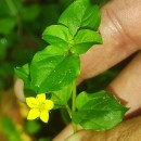 Lysimachia nemorum L.Lysimachia nemorum L.
