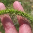 Setaria faberi Herm.Setaria faberi Herm.