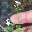 Myosotis secunda A. MurrayMyosotis secunda A. Murray