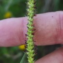 Setaria parviflora (Poir.) KerguélenSetaria parviflora (Poir.) Kerguélen