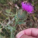 Cirsium vulgare (Savi) Ten.Cirsium vulgare (Savi) Ten.