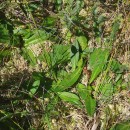 Arnica montana L. subsp. atlantica A. BolòsArnica montana L. subsp. atlantica A. Bolòs