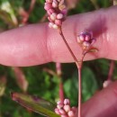 Persicaria maculosa GrayPersicaria maculosa Gray