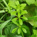 Galium aparine L.Galium aparine L.