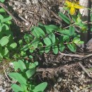 Hypericum humifusum L.Hypericum humifusum L.