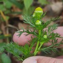 Matricaria discoidea DC.Matricaria discoidea DC.