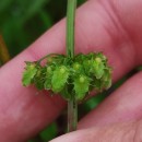 Rumex obtusifolius L.Rumex obtusifolius L.