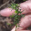 Genista triacanthos Brot.Genista triacanthos Brot.