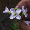 Cardamine pratensis  L.Cardamine pratensis  L.