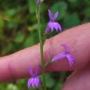 Lobelia urens L.Lobelia urens L.