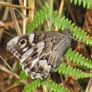 Hipparchia fidia (Linnaeus, 1767)Hipparchia fidia (Linnaeus, 1767)