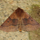 Crocallis tusciaria (Borkhausen, 1793)Crocallis tusciaria (Borkhausen, 1793)