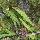 Struthiopteris spicant (L.) WeissStruthiopteris spicant (L.) Weiss