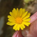 Calendula suffruticosa Vahl subsp.algarbiensis (Boiss.) NymanCalendula suffruticosa Vahl subsp.algarbiensis (Boiss.) Nyman