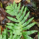 Polypodium cambricum L.Polypodium cambricum L.