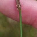 Eleocharis multicaulis (Sm.) Desv.Eleocharis multicaulis (Sm.) Desv.