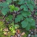 Heracleum sphondylium L. subsp. sphondyliumHeracleum sphondylium L. subsp. sphondylium