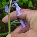 Hyacinthoides non-scripta (L.) Chouard ex Rothm.Hyacinthoides non-scripta (L.) Chouard ex Rothm.