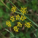 Foeniculum vulgare Mill.Foeniculum vulgare Mill.