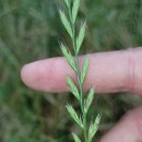 Lolium x boucheanum KunthLolium x boucheanum Kunth