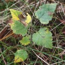 Betula celtiberica Rothm. & Vasc.Betula celtiberica Rothm. & Vasc.