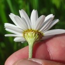 Anthemis arvensis L. subsp. arvensisAnthemis arvensis L. subsp. arvensis