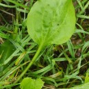 Plantago major  L.Plantago major  L.