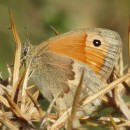 Coenonympha pamphilus (Linnaeus, 1758)Coenonympha pamphilus (Linnaeus, 1758)