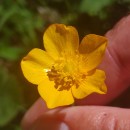 Ranunculus repens L.Ranunculus repens L.