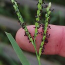 Paspalum distichum L.Paspalum distichum L.