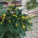 Mahonia japonica (Thunb.) DC.Mahonia japonica (Thunb.) DC.