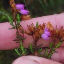 Erica cinerea L.Erica cinerea L.