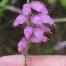 Erica ciliaris L.Erica ciliaris L.