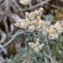 Antennaria dioica (L.) Gaertn.Antennaria dioica (L.) Gaertn.