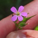 Geranium purpureum Vill.Geranium purpureum Vill.