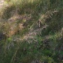 Deschampsia cespitosa (L.) P.Beauv.Deschampsia cespitosa (L.) P.Beauv.