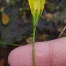 Leontodon saxatilis Lam.Leontodon saxatilis Lam.